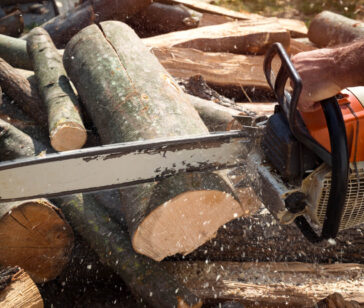 Baumfällung & Pflege