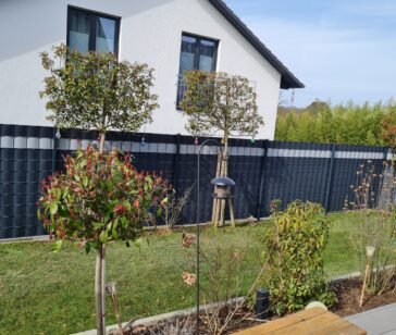 Frisch gepflanzte Hecke und junge Bäume entlang eines Gartenzauns