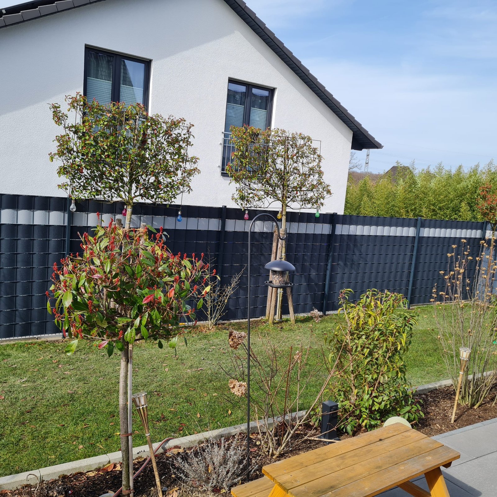 Frisch gepflanzte Hecke und junge Bäume entlang eines Gartenzauns